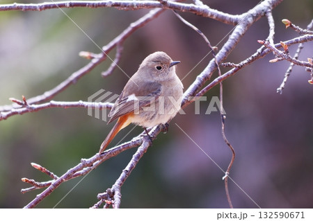 枝に止まるジョウビタキの雌 枝に止まるジョウビタキの雌 132590671
