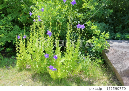 キキョウの花 キキョウの花 132590770