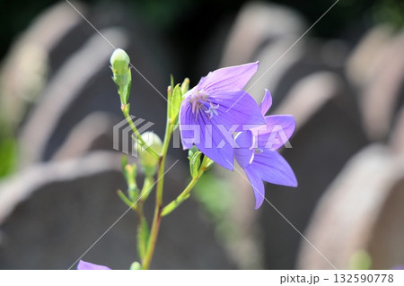 爽やか 桔梗の花 爽やか 桔梗の花 132590778