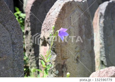 爽やか 桔梗の花 爽やか 桔梗の花 132590779