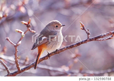 芽吹き始めた桜の木に止まるジョウビタキ 132590788