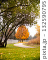 Autumn Pathway with Bright Orange Maple Tree Autumn Pathway with Bright Orange Maple Tree 132590795