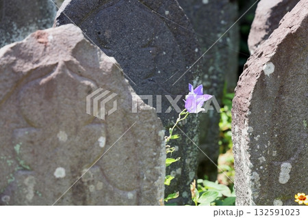 爽やか 桔梗の花 爽やか 桔梗の花 132591023