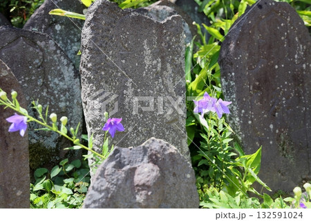 爽やか　桔梗の花　石仏 132591024