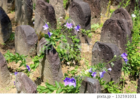 爽やか 桔梗の花 石仏 爽やか 桔梗の花 石仏 132591031