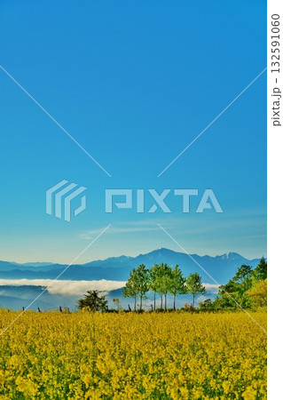 早春菜の花咲く新潟県小千谷市小千谷山本山高原・残雪の越後三山風景 132591060