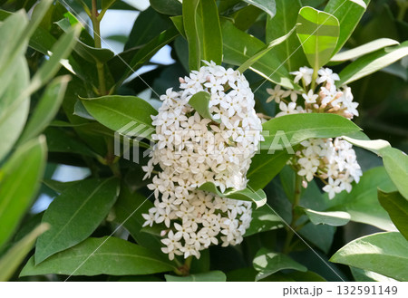Spring blossom Bushmans poison (lat.- Acokantera oppositifolia) 132591149