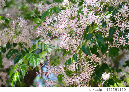 Spring blossom chinaberry tree, pride of India, bead-tree (lat.- Melia azedarach) Spring blossom chinaberry tree, pride of India, bead-tree (lat.- Melia azedarach) 132591150