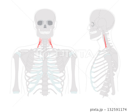 Middle scalene - Lateral cervical muscle illustrated in anatomy chart, raises the first rib and assists neck lateral 132591174