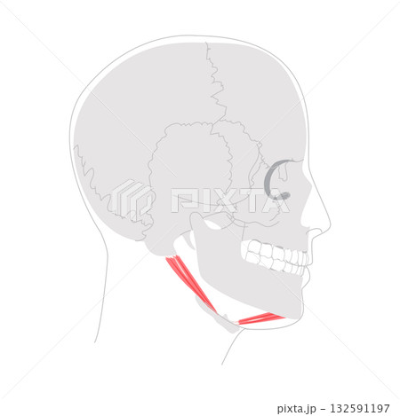 Digastric anterior posterior belly - Upper section of Suprahyoid muscle depicted in detailed chart, assists Digastric anterior posterior belly - Upper section of Suprahyoid muscle depicted in detailed chart, assists 132591197