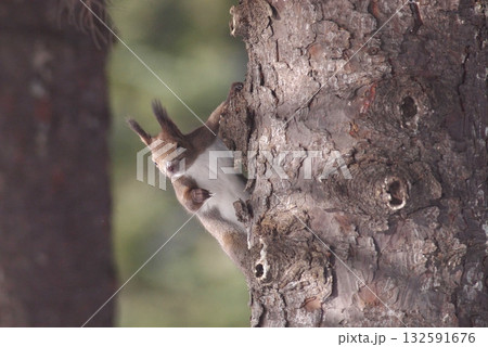 木の上のエゾリス　アップ 132591676