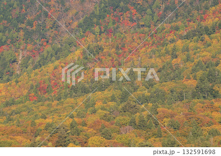 鮮やかな紅葉 鮮やかな紅葉 132591698