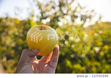 Hand holding a yellow apple against a blurred orchard background in warm sunlight 132591699
