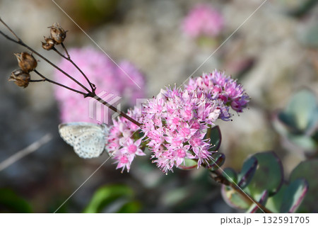 ミセバヤ Siebold's Stonecrop ミセバヤ Siebold's Stonecrop 132591705