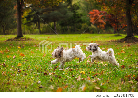 Two playful Havanese puppies running together on green grass in autumn park surrounded by colorful trees Two playful Havanese puppies running together on green grass in autumn park surrounded by colorful trees 132591709