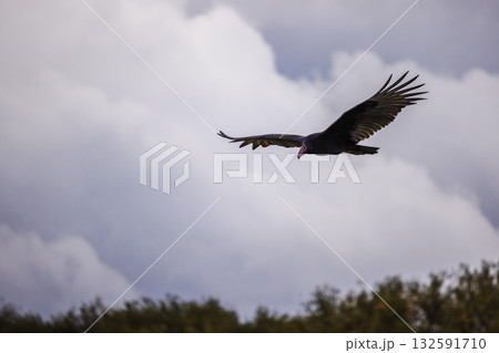 Turkey vulture gliding in the sky above green treetops with wings spread wide and dark feathers against cloudy gray sky. Turkey vulture gliding in the sky above green treetops with wings spread wide and dark feathers against cloudy gray sky. 132591710