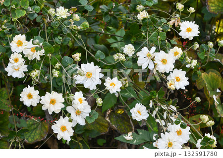 シュウメイギク　Japanese Anemone 132591780