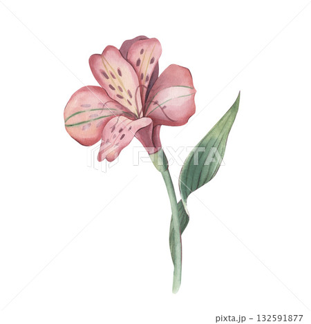 Alstroemeria flower with stem and leaf. Hand-painted watercolor botanical illustration isolated on white. Ideal for floral design, cards, invitations, packaging, branding, botanical projects 132591877