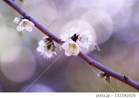 可愛い白い梅の花 132592020