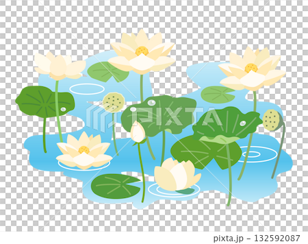 白い蓮と睡蓮が咲き誇る池をイメージしたイラスト 132592087