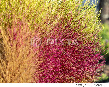 赤く色付き始めたコキアのクローズアップ 132592156