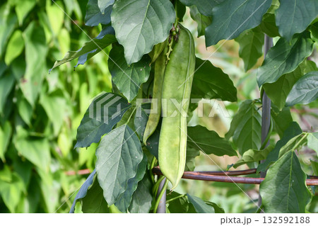 ナタマメ　sword bean 132592188