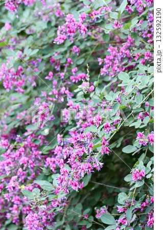 ハギ(萩)の花 Bush clover ハギ(萩)の花 Bush clover 132592190