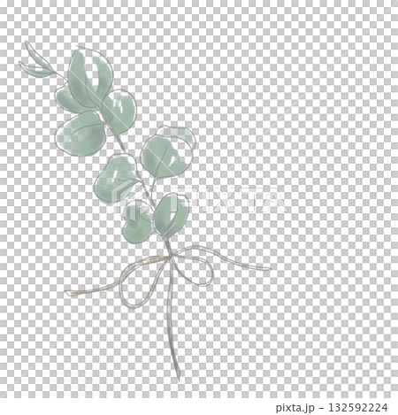 Simple watercolor eucalyptus illustration Simple watercolor eucalyptus illustration 132592224