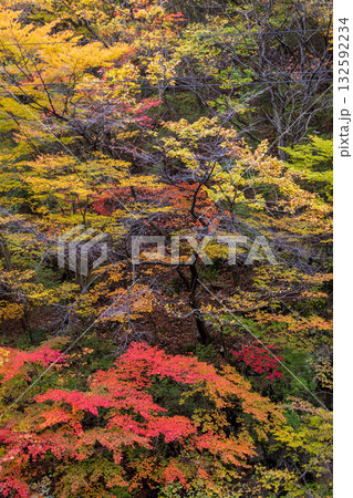 岩手県遠野市仙人峠の紅葉 132592234