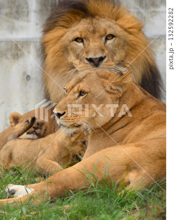 ライオンの家族のひと時 ライオンの家族のひと時 132592282