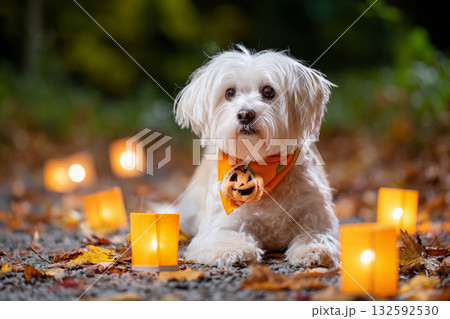 ランタンと紅葉に囲まれた小型犬の秋のひととき 132592530