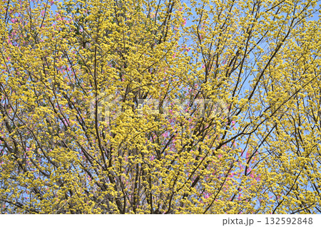満開のサンシュウ　早春の日溜まり　花桃の里　東秩父村 132592848