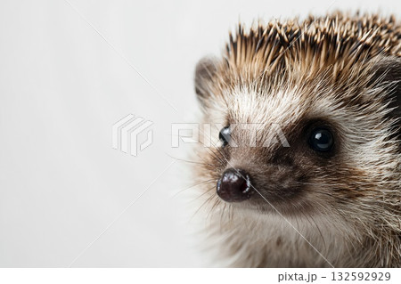 ハリネズミの子ども ハリネズミの子ども 132592929
