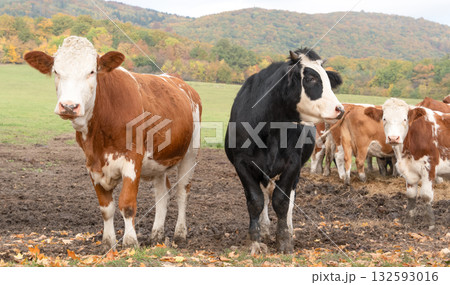 Cows grazing on autumn meadow with forest in background 132593016