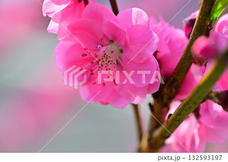 満開の花桃　早春の里山　マクロレンズ撮影　東秩父村 132593197