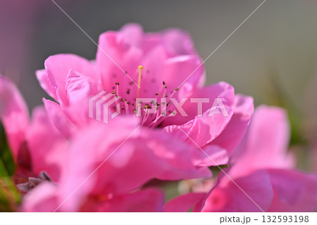 満開の花桃　早春の里山　マクロレンズ撮影　東秩父村 132593198