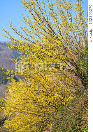 満開のサンシュウ 早春の日溜まり 花桃の里 東秩父村 満開のサンシュウ 早春の日溜まり 花桃の里 東秩父村 132593270