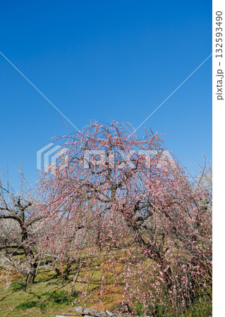 青空に映える満開の紅梅 青空に映える満開の紅梅 132593490