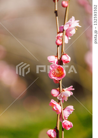 春を告げる紅梅の花 132593502