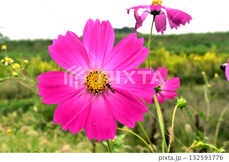 コスモスの蜜を吸うハナアブ 132593776