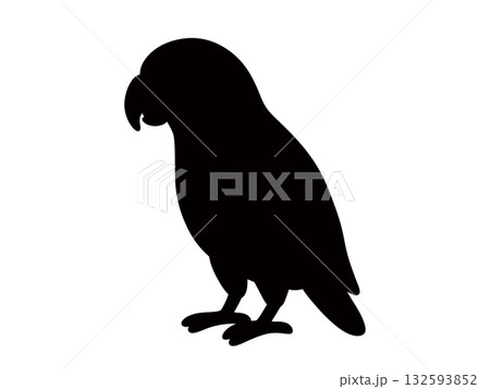 可愛いヨウムのシルエット 132593852