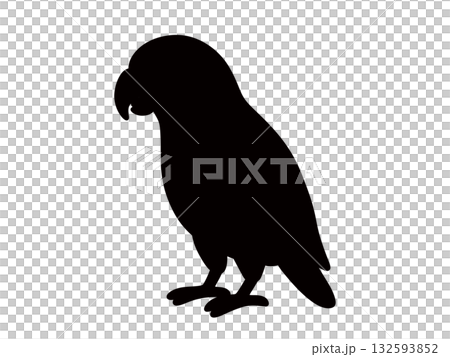 可愛いヨウムのシルエット 132593852
