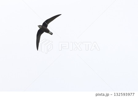 生き物　野鳥　ハリオアマツバメ、水平飛行では世界最速らしい。しっぽのトゲトゲが名前の由来 132593977