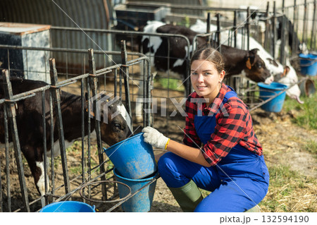 Girl engaged in cow breeding, caring for small calves in open stall, watering them from bucket Girl engaged in cow breeding, caring for small calves in open stall, watering them from bucket 132594190