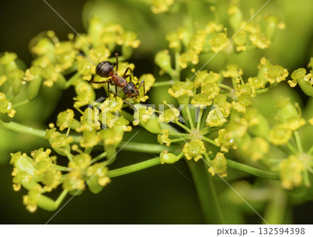 A close-up view of an ant drinking nectar from a wildflower A close-up view of an ant drinking nectar from a wildflower 132594398