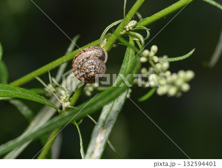 A close-up view of a snail crawling along a grass stalk A close-up view of a snail crawling along a grass stalk 132594401
