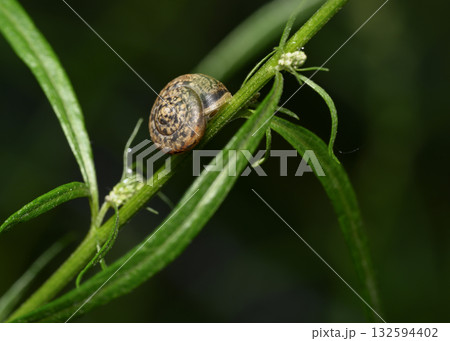 A close-up view of a snail crawling along a grass stalk 132594402