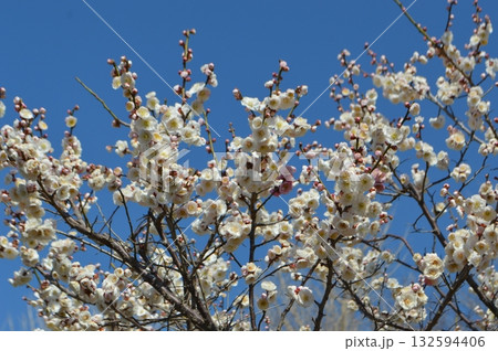 春に青空を背景に咲く梅の花 132594406