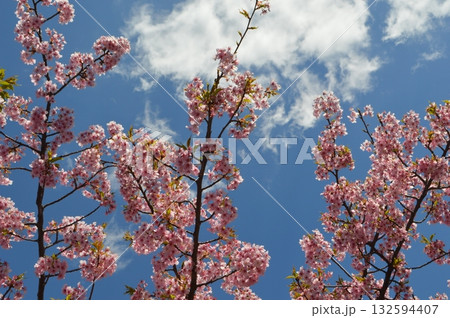 春に白い雲の浮かぶ青空に咲き誇る桜の花 132594407