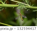 A close-up view of a Mosquito Hawk on a grass stalk 132594417